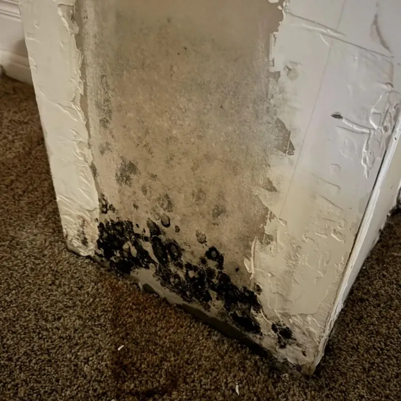 Professional Mold Removal in Midlothian, IL